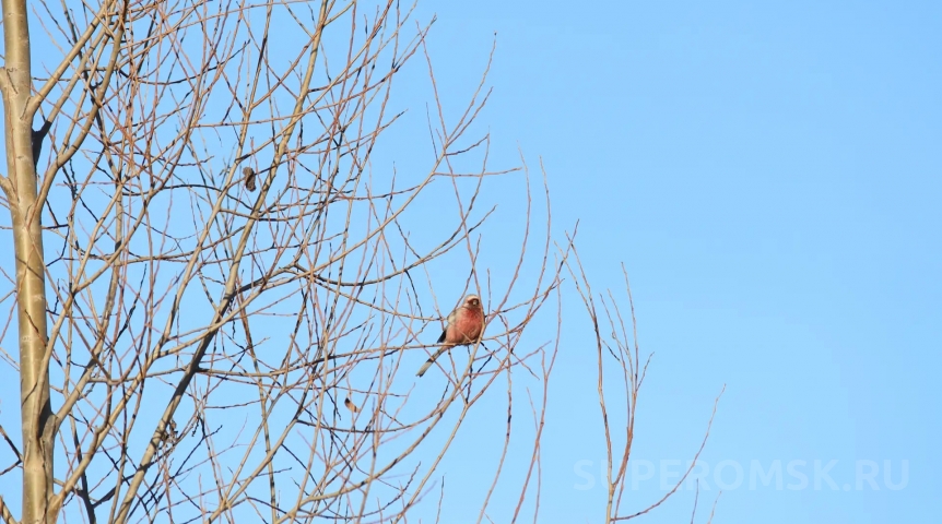 В парке Победы в Омске заметили редкого гостя