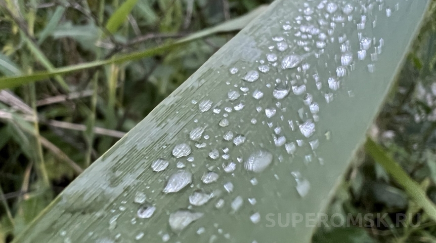 Борщевик в городе: Омску постановили уничтожить 4 вида растений