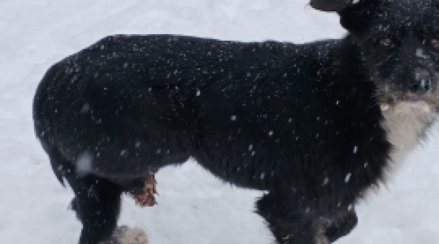 «Торчат косточки»: в омском микрорайоне Солнечный собака осталась без лапы