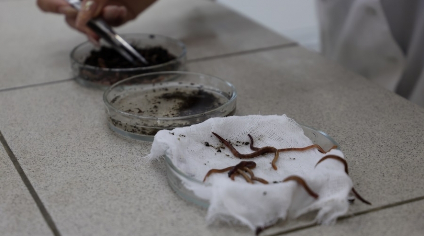 Омичи изобрели «эликсир молодости» на основе червей