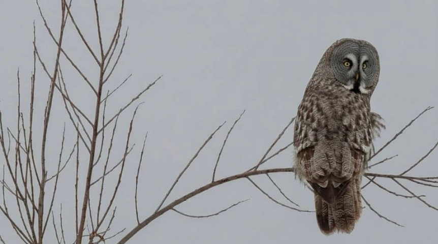 В лесу Омской области заметили краснокнижную хищную птицу