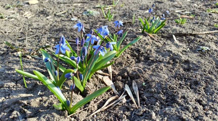 Проснулись омские байбаки-термометры
