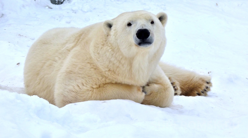 Омская белая самодостаточная медведица Думка отметила день рождения с конфетами