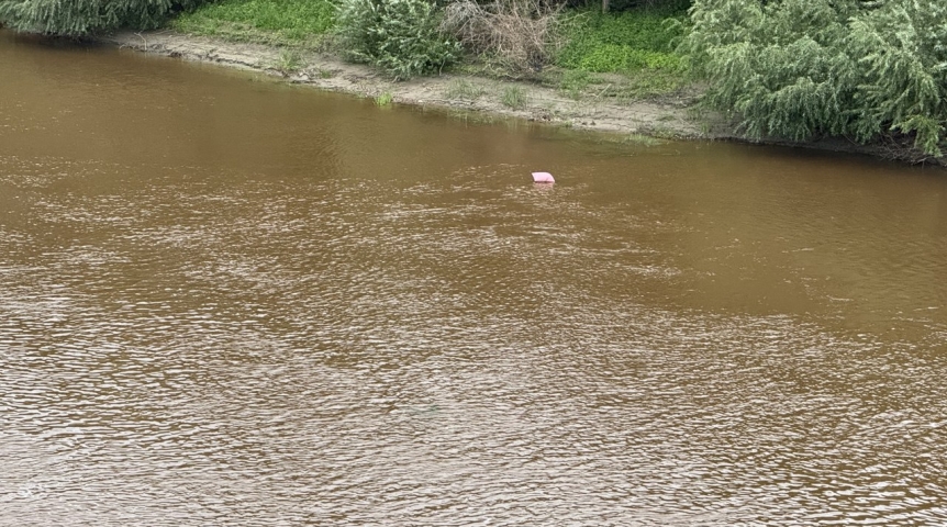 От скромного сухопутного хищника к морскому колоссу: эволюционный путь китов к званию самых огромных животных Земли