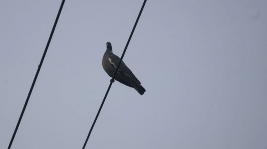 В Омскую область прилетели очень маленькие редкие голуби