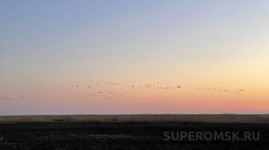Календарные гуси предсказали весну в Омской области