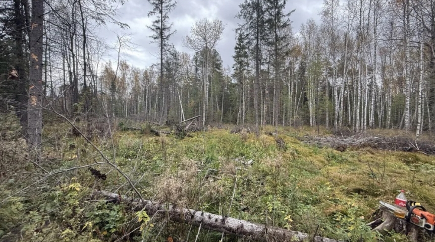 Омичу вынесли приговор за незаконную рубку леса на полмиллиона рублей
