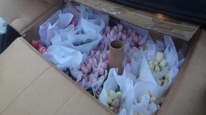 Перед 8 Марта из Омска запретили вывоз 800 срезов тюльпанов