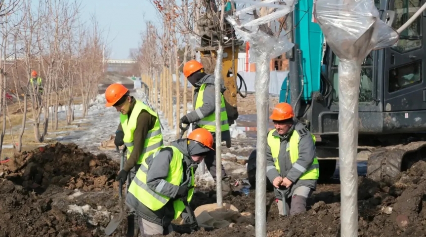 Мэр Омска следит за судьбой кленовой аллеи – деревья готовят к переезду с запасом прочности