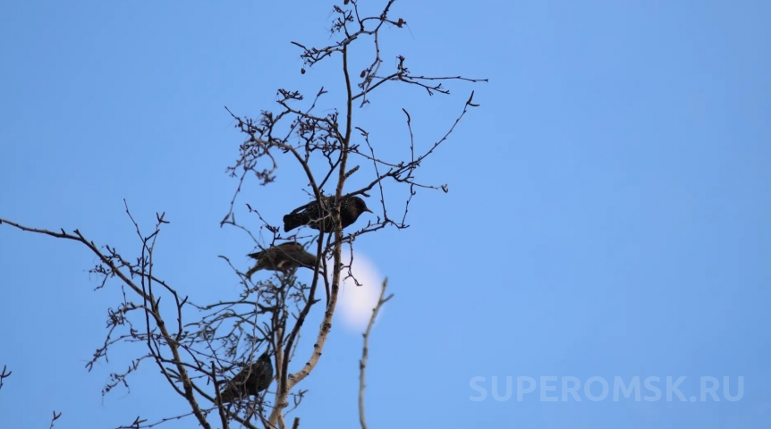 В омский парк Победы прилетели вестники весны