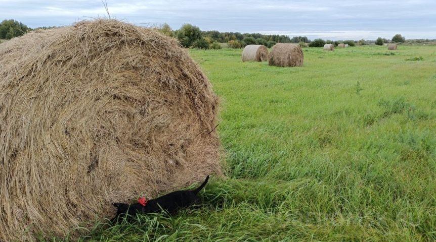 Без сюрпризов: оглашен неожиданный прогноз погоды на лето в Омской области