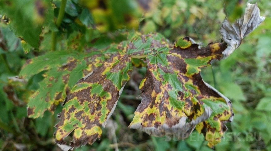 К списку на уничтожение борщевика в Омске добавили и грибы