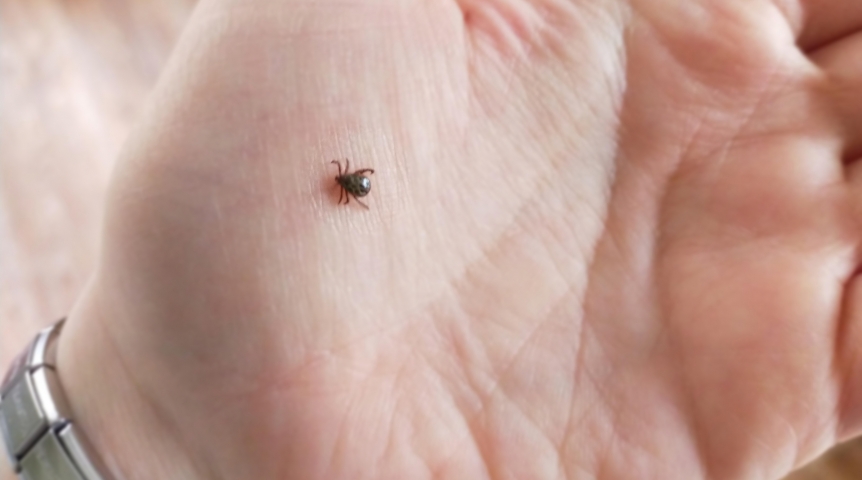 Укусил клещ: куда обращаться омичам в 2026-м?