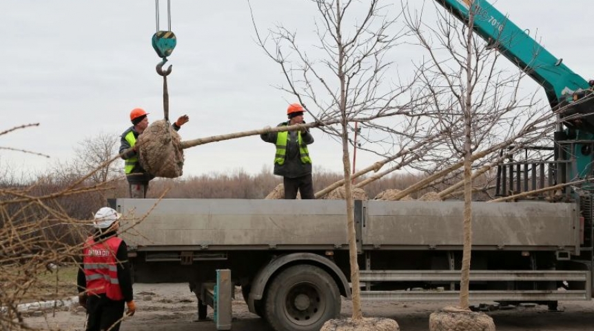 Сергей Шелест рассказал о временном переезде «олимпийских» кленов