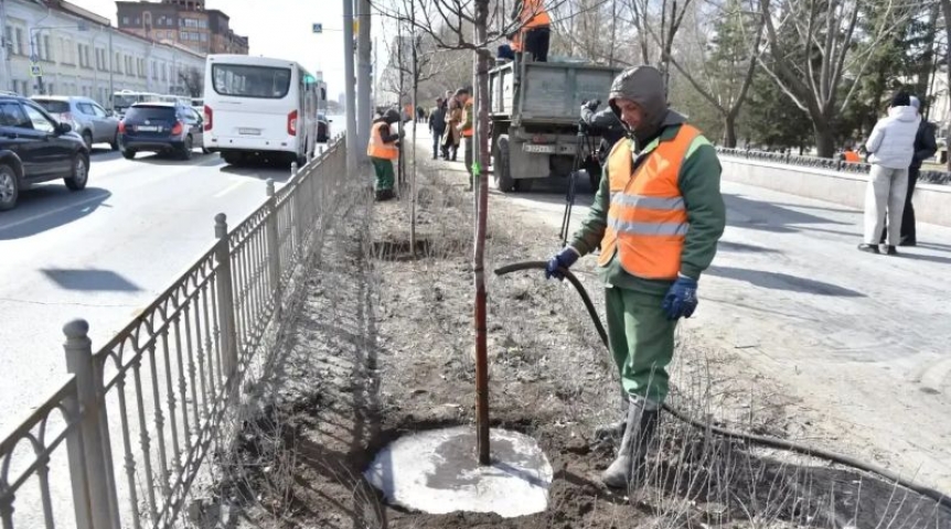 В Омске на свежем кизильнике высадили яблони