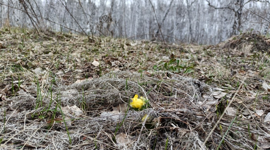 В Омской области похолодает до минуса