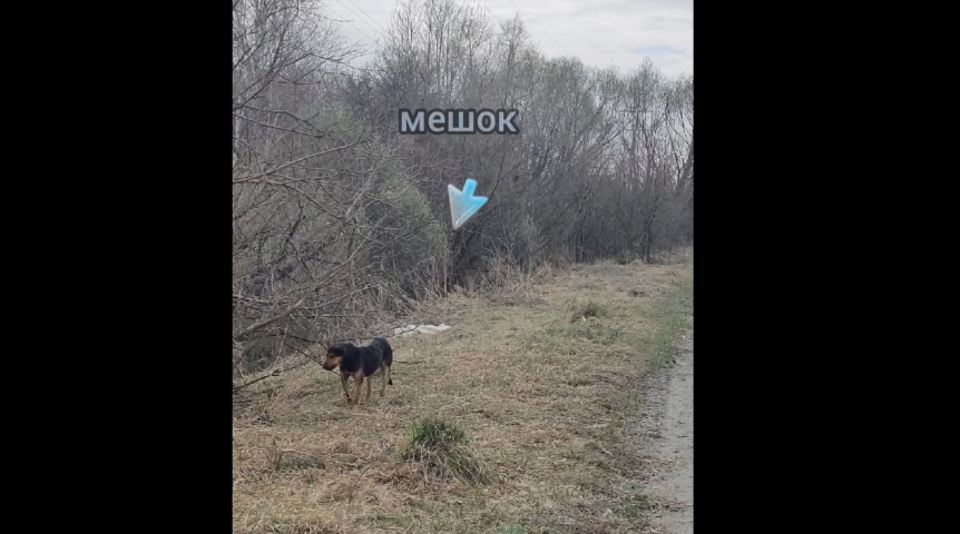 В Омске спасают пса, брошенного в завязанном мешке на обочине дороги