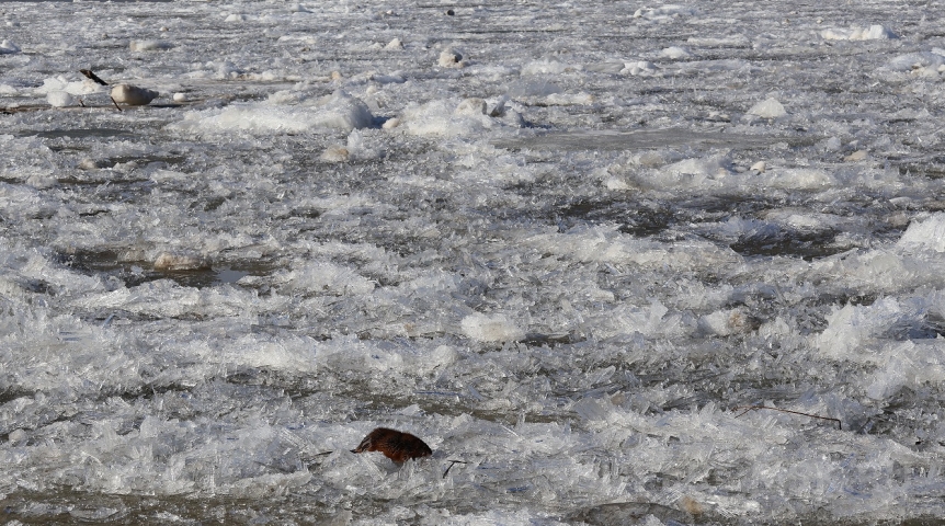 Омичи на ледоходе заметили необычную гостью