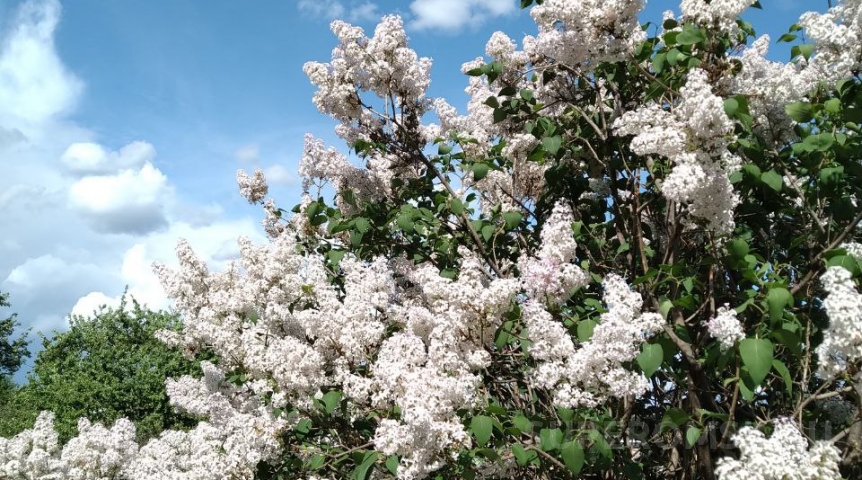 Омск в майские праздники ждет +30 и резкое похолодание с дождями