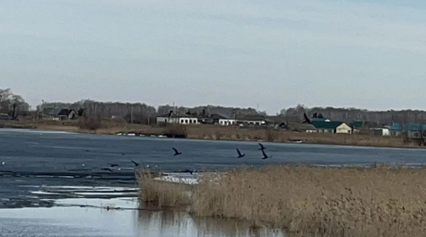 В Омской области замечены птицы, уничтожающие рыбу