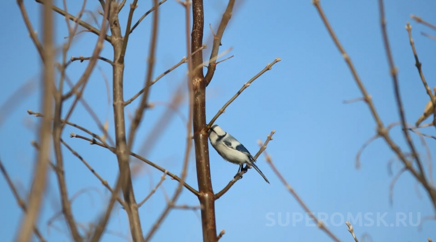 В омской «Птичьей гавани» заметили редкую гостью: необычная птица попала в объектив фотографов
