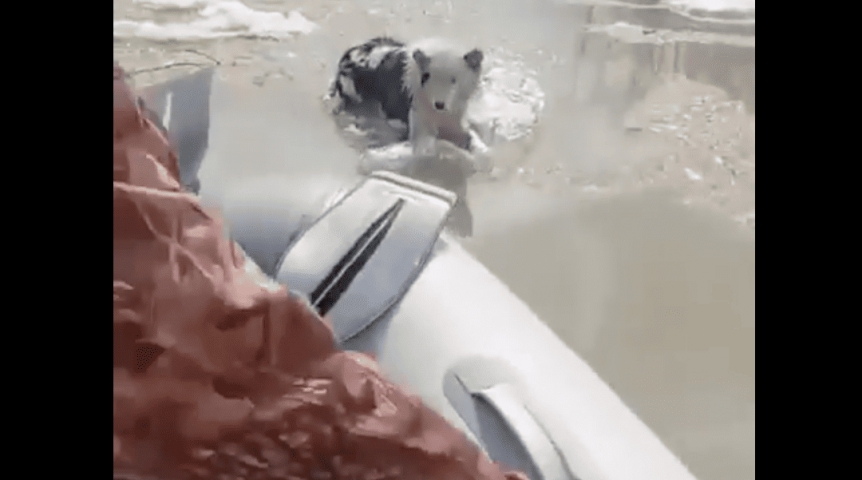 Беглый пес ушел в дрейф на льдине по Иртышу