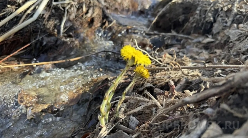 В Омске распустились первые цветы