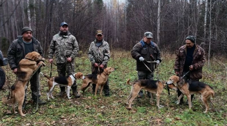 Под Омском устроят первые собачьи гонки