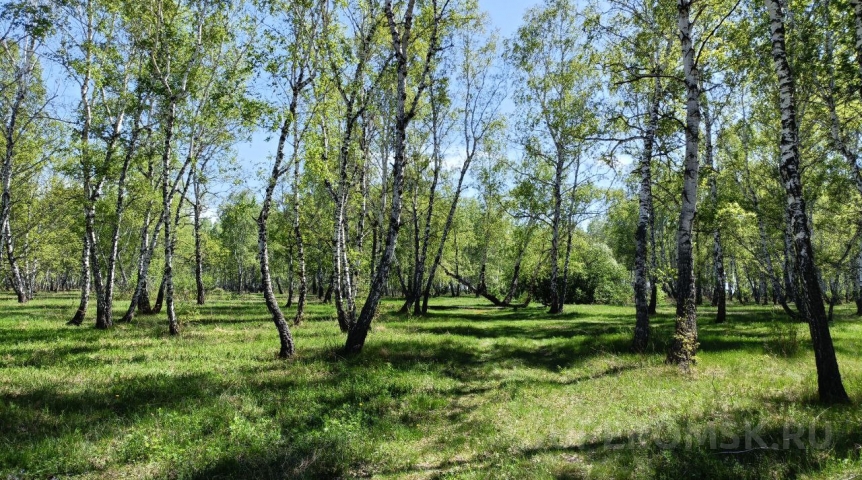 В омских лесхозах продолжается смена руководства – еще одну женщину назначили директором