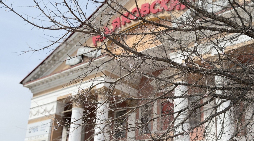 В центре Омска зацвел абрикос