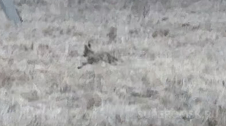 Под Омском заметили непонятного зверя: странный заяц или чупакабра?