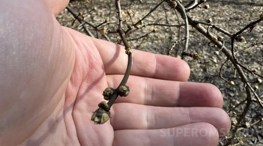 В омском дендропарке имени Гензе раньше срока набухают почки