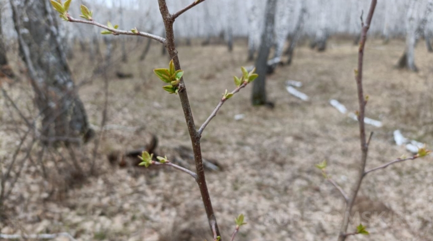Ливень и холод: после жары погода в Омской области мощно разочарует