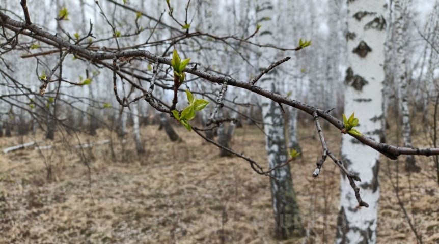 После жары на Омскую область обрушится мощное похолодание до 0 °C