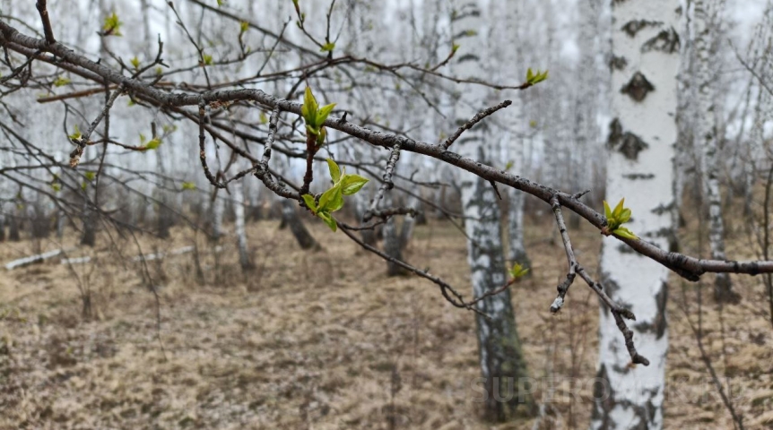 Заснята на видео встреча жителей Омской области с медведем