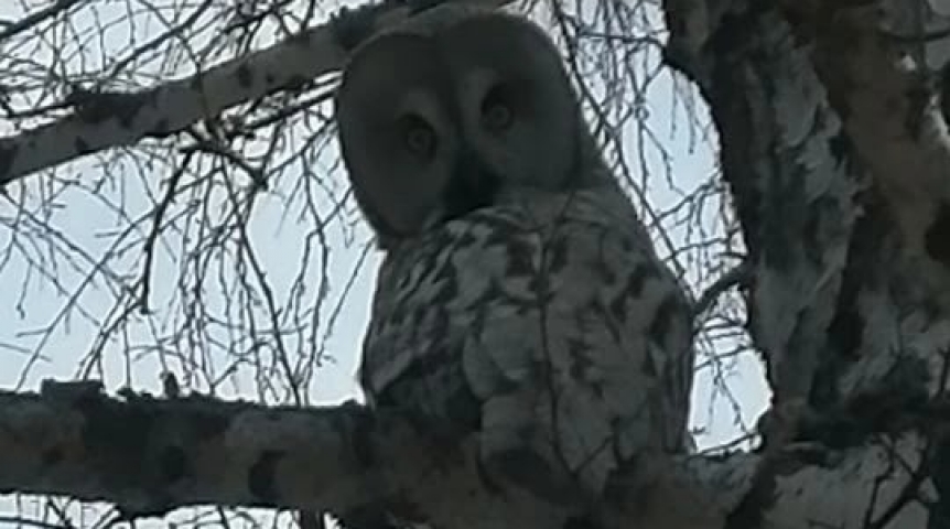 Бородатая неясыть позировала фотографу в Омской области