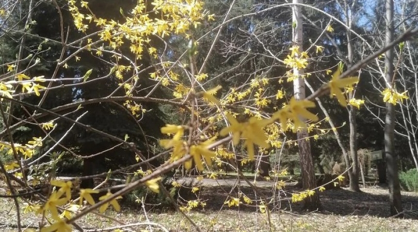 В омском дендросаду зацвел необычный кустарник