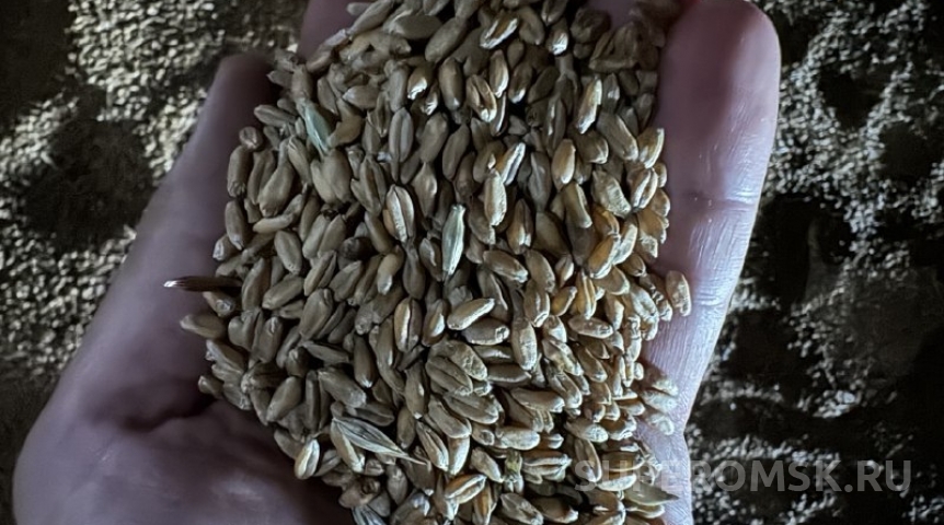 Омская область – на третьем месте по вывозу зерна