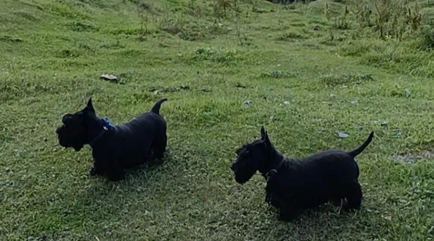 Питомцев поставят на учет: в Госдуме хотят создать единый реестр домашних животных