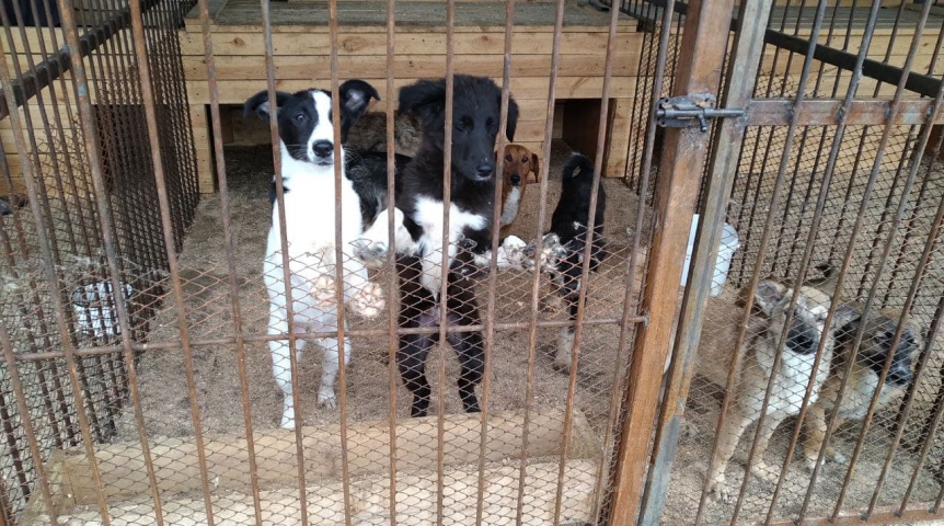 В омском киноцентре покажут семейный фильм в пользу приюта для животных