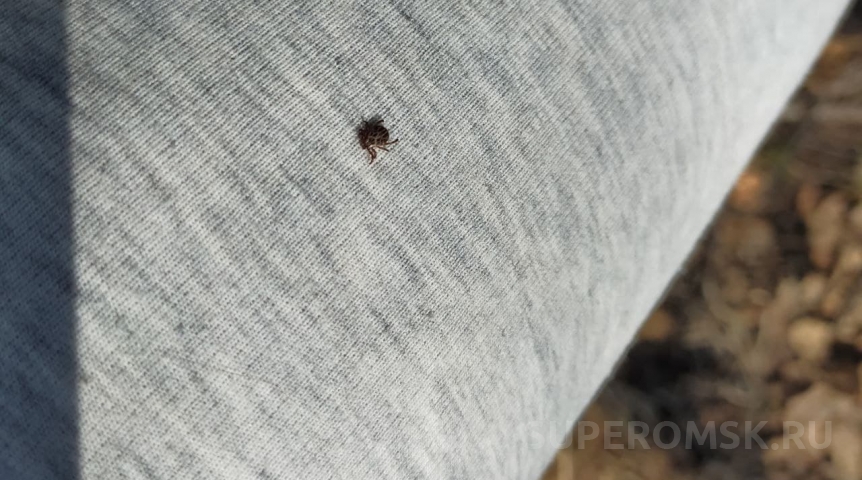 В Омске клещи стали прыгать на людей, гуляющих у Иртыша