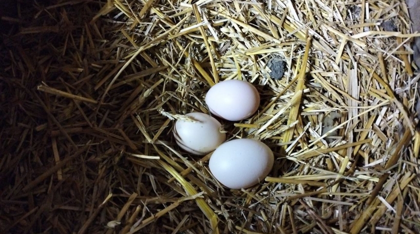 Врач рассказала, кому нельзя есть яйца даже на Пасху