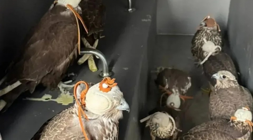 Стаю соколов-вещдоков поселили в омский зоопарк на время суда