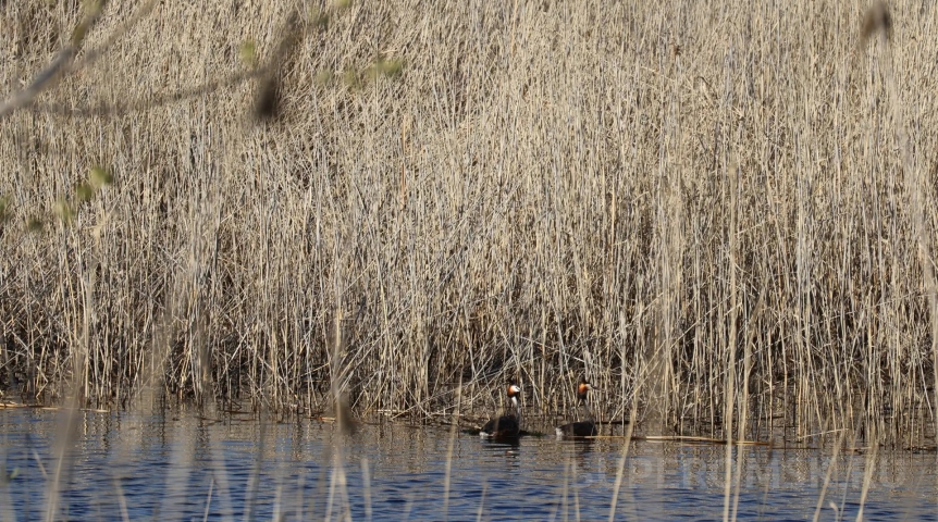 На видео попали танцы романтичных и вручающих подарки птиц в Омской области