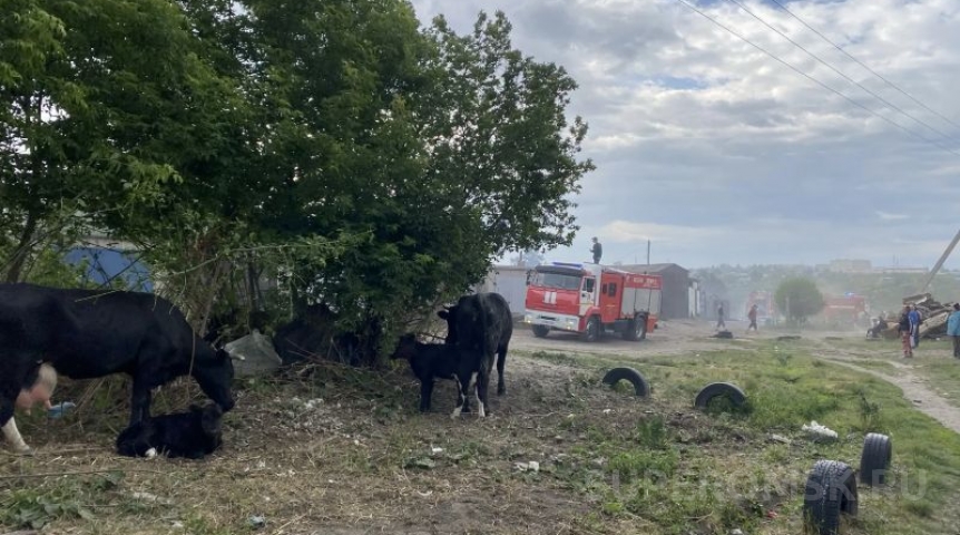 К омским бродячим собакам присоединился скот
