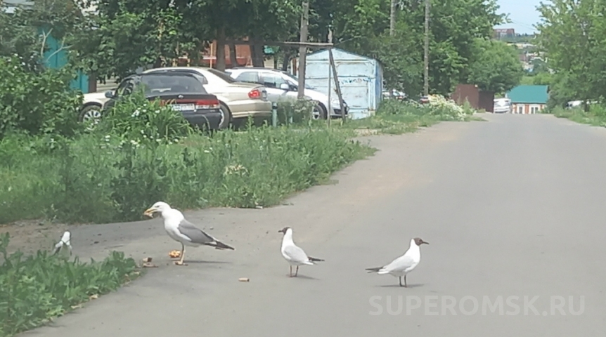 В Омске чайки стали конкурировать за еду с голубями и собаками
