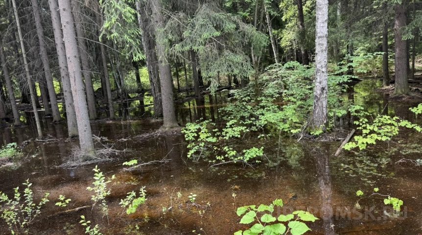 Вода топит лес под Омском