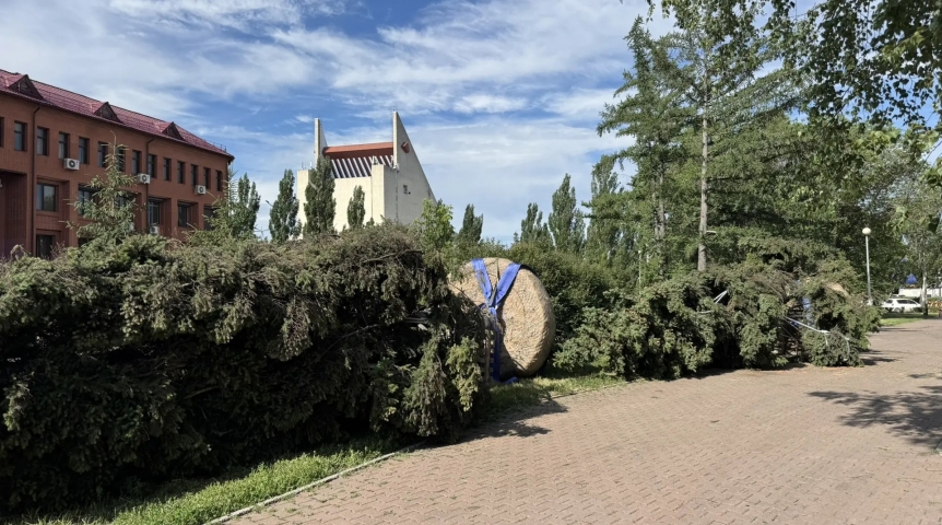 Крупные ели после пересадки с площади Бухгольца в Омске уложили рядом с лунками под солнцем