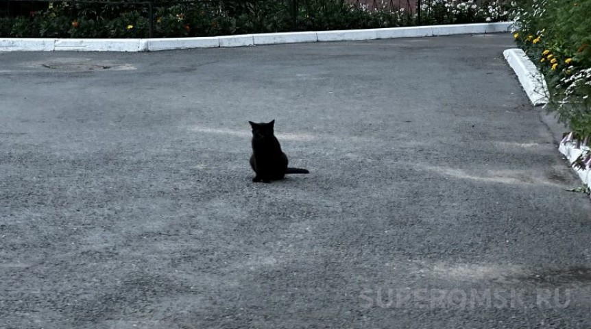 Кошка напала на омичку с ребенком в Амуре