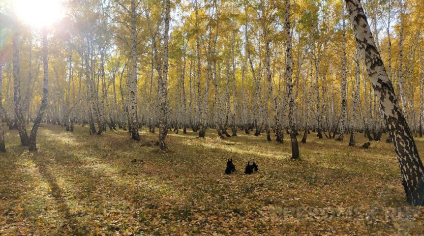 В Омске после заморозков начнется потепление